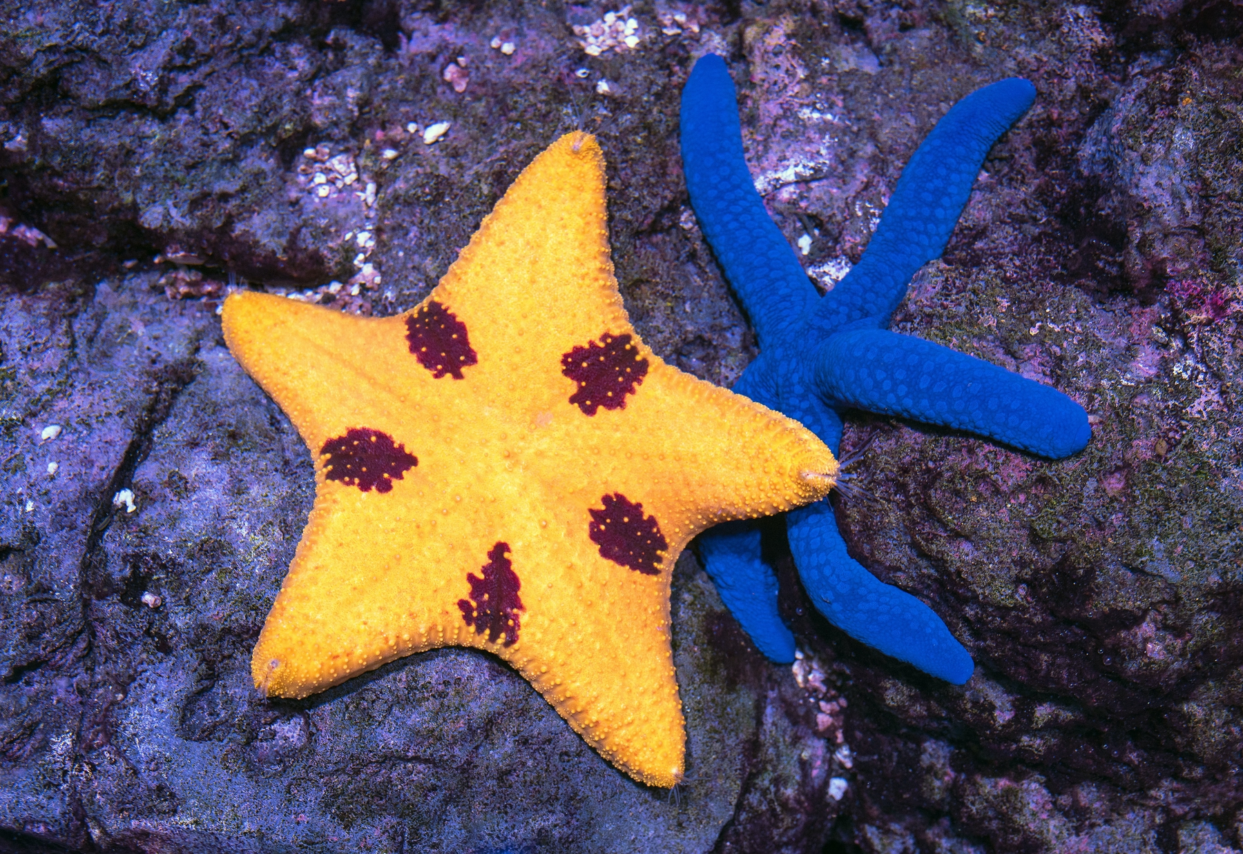 Der Blaue Seestern lebt im tropischen Indopazifik