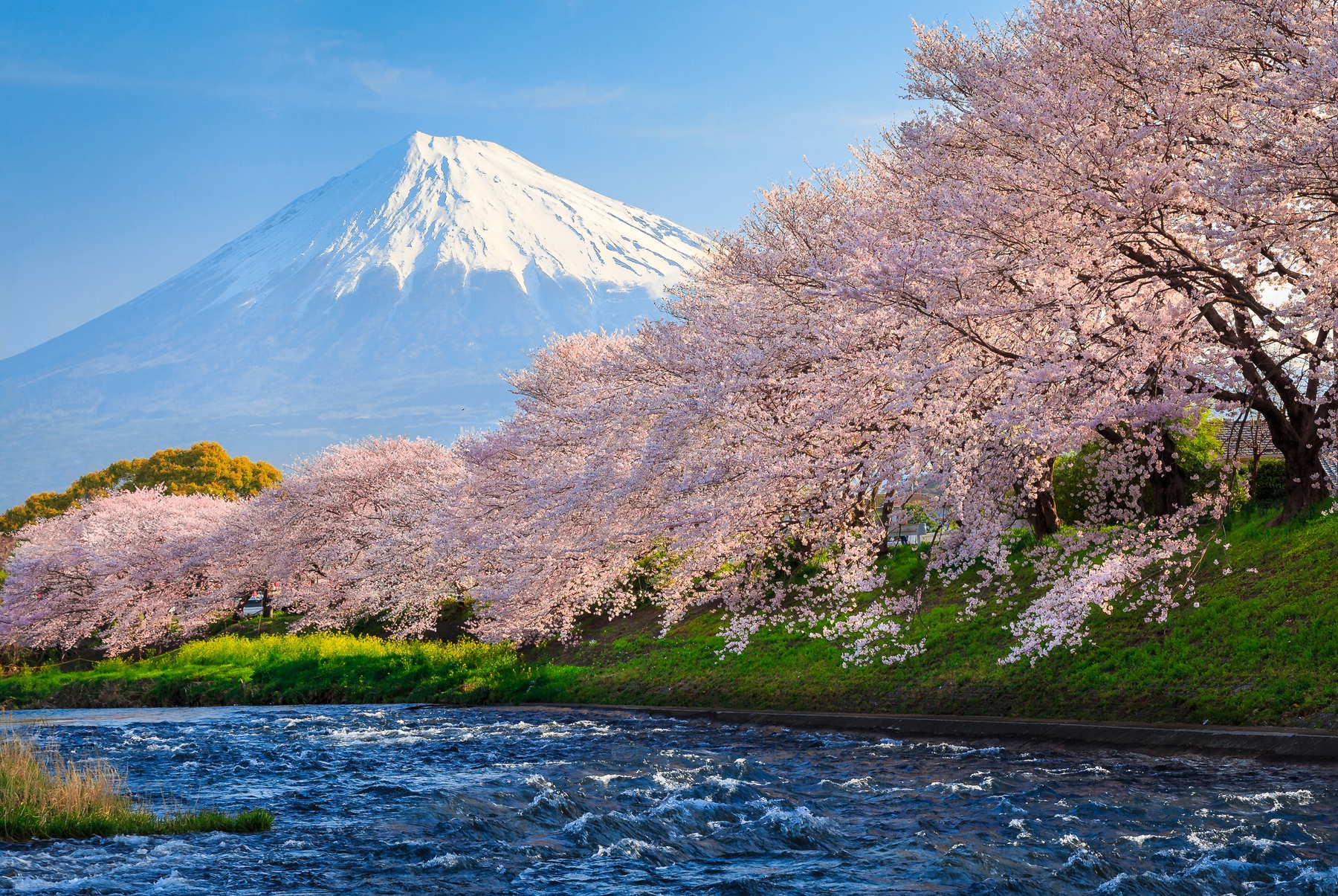 Cherry blossoms along the Urui River near Japan's Mt. Fuji