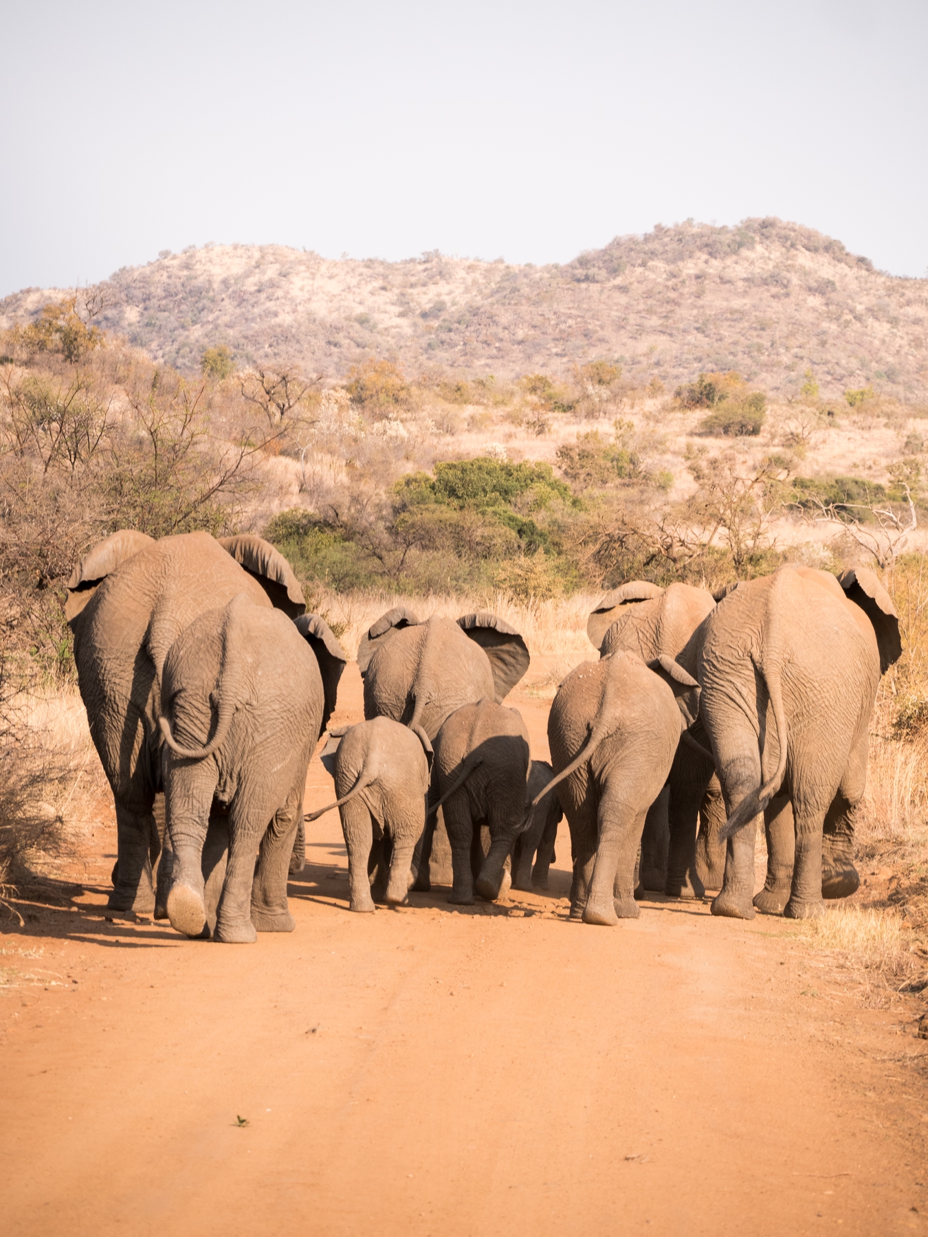 A pack of elephants