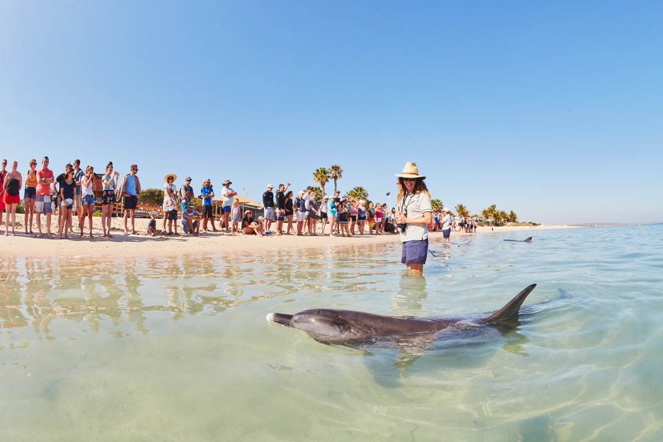 Friendly Monkey Mia bottlenose dolphins (Tursiops truncatus), located in the Shark Bay World Heritage Area.