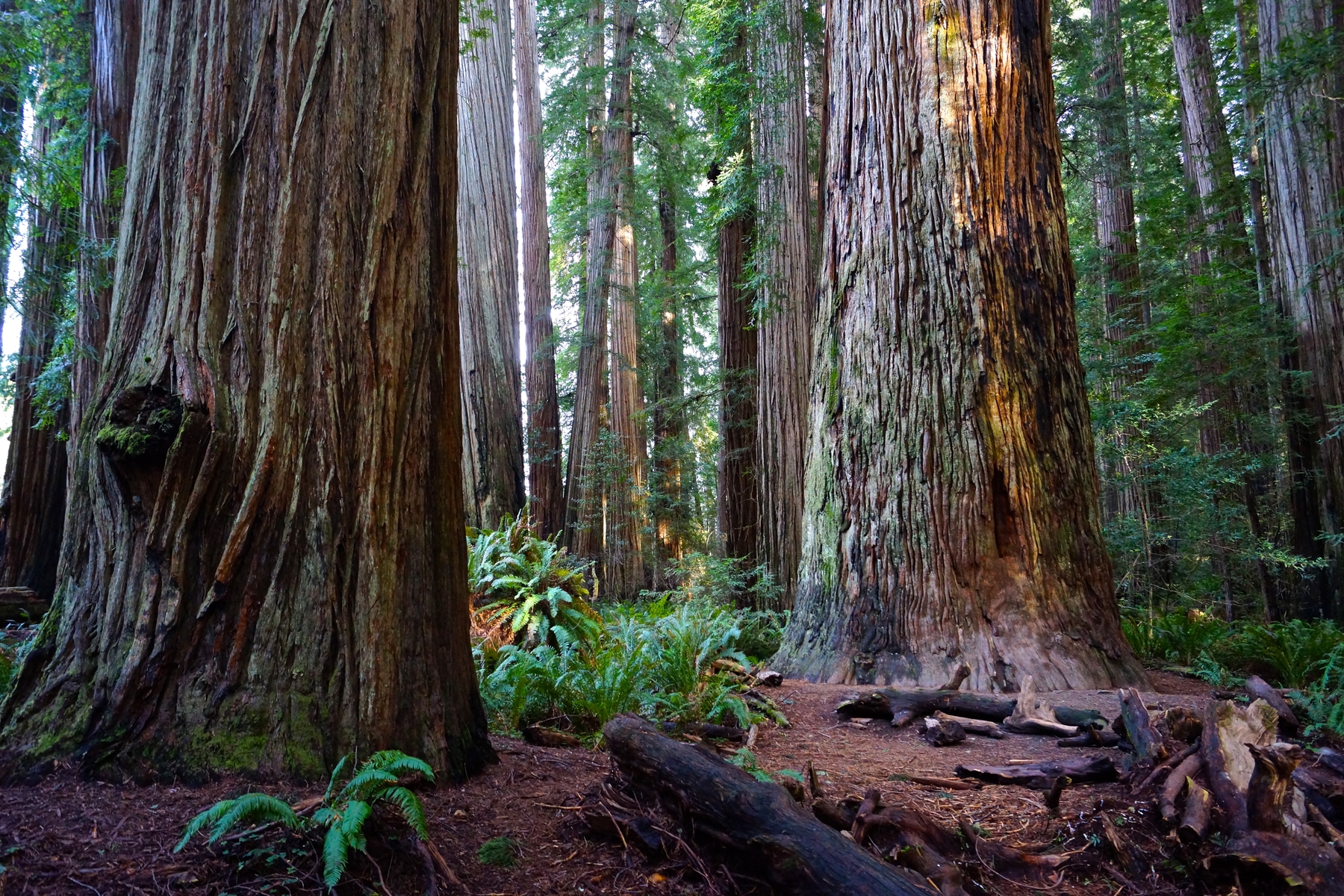 camping in the redwood forest USA