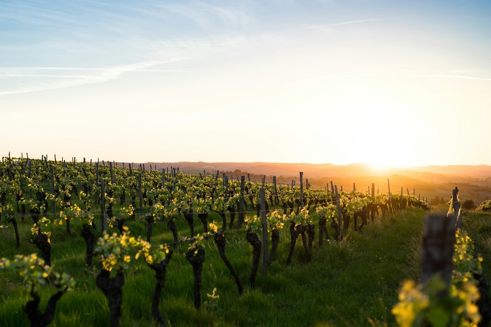 A lush vineyard with rows of grapevines stretches across rolling hills under the soft, golden glow of a setting sun.