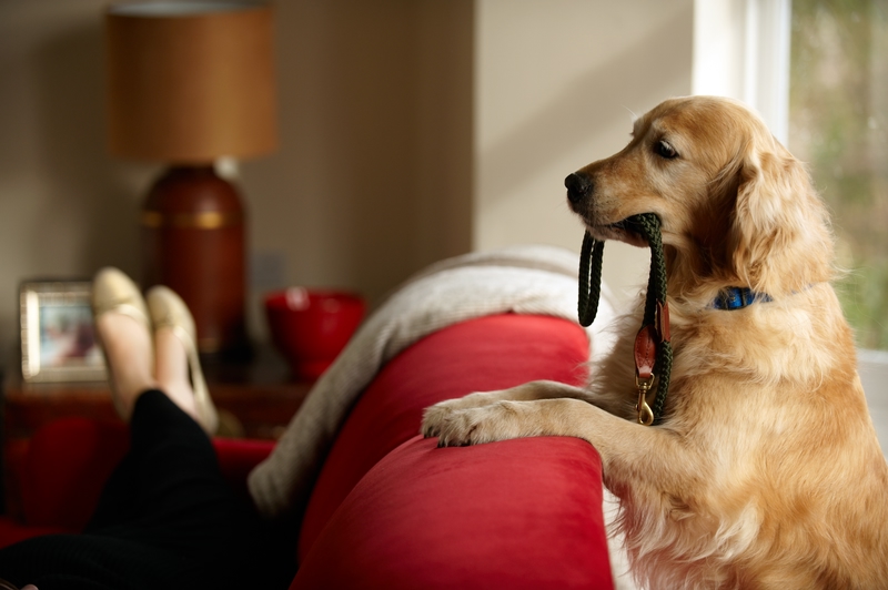 Verreisen mit Hund