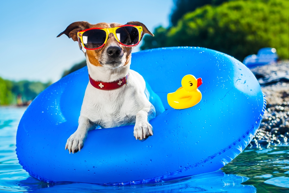 Ferien mit dem Hund die TopTipps für die Urlaubsreise mit dem Hund