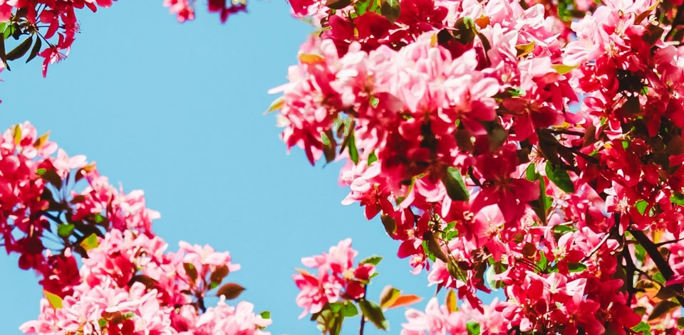 Where to go in the USA in spring | Skyscanner UAE