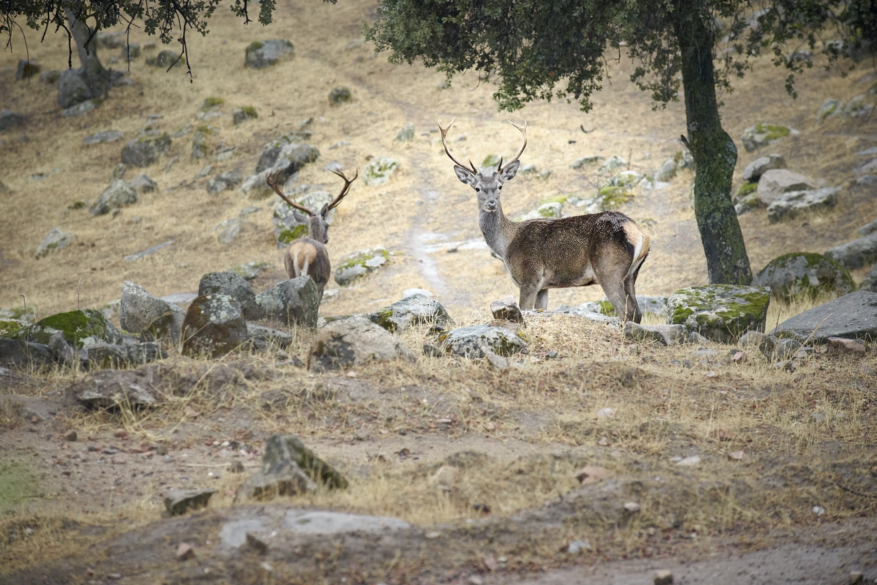 ciervos Parque Natural Cardeña Montoro Córdoba