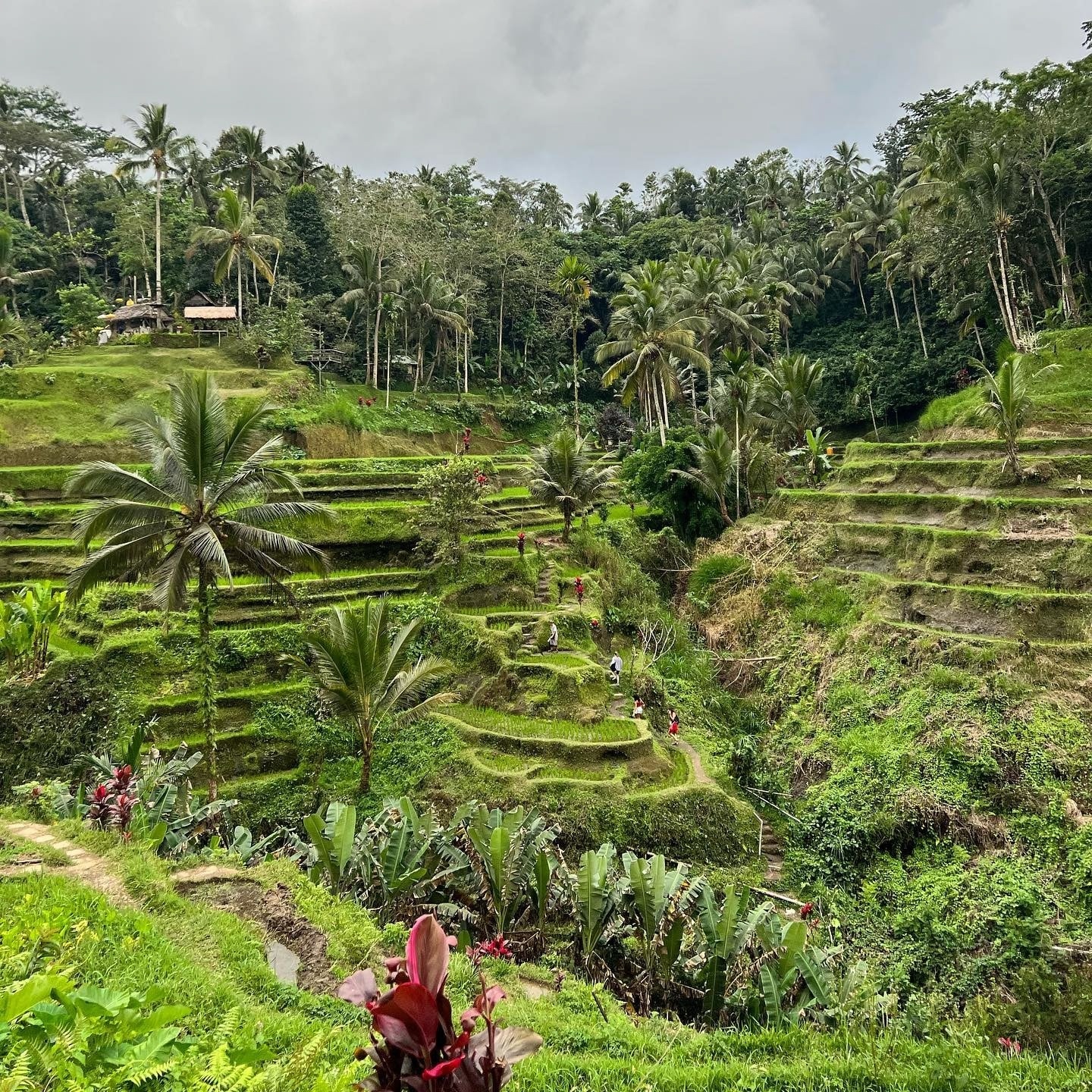 arrozales Bali calor en diciembre