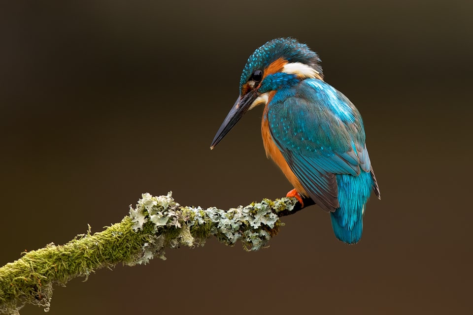 Kingfisher on a tree branch.