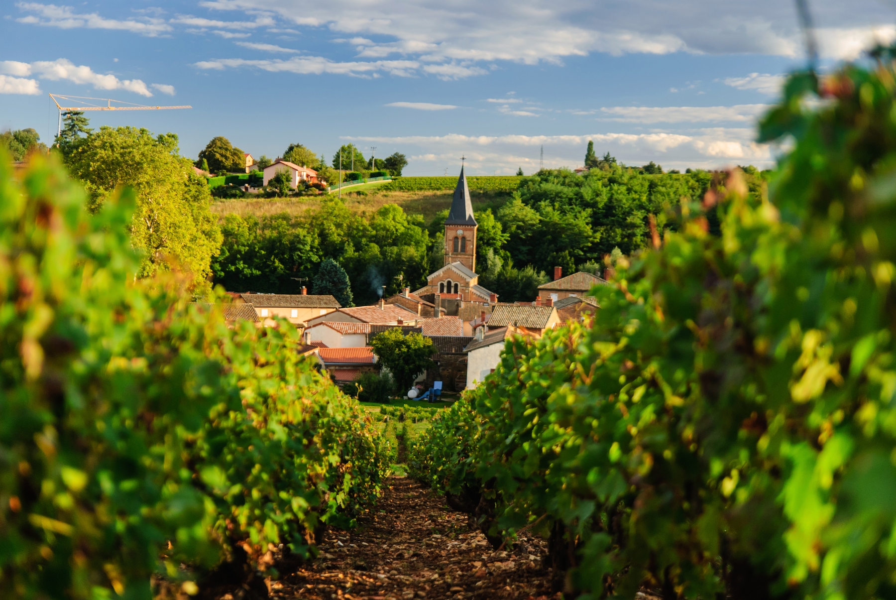 Vignoble français du Beaujolais