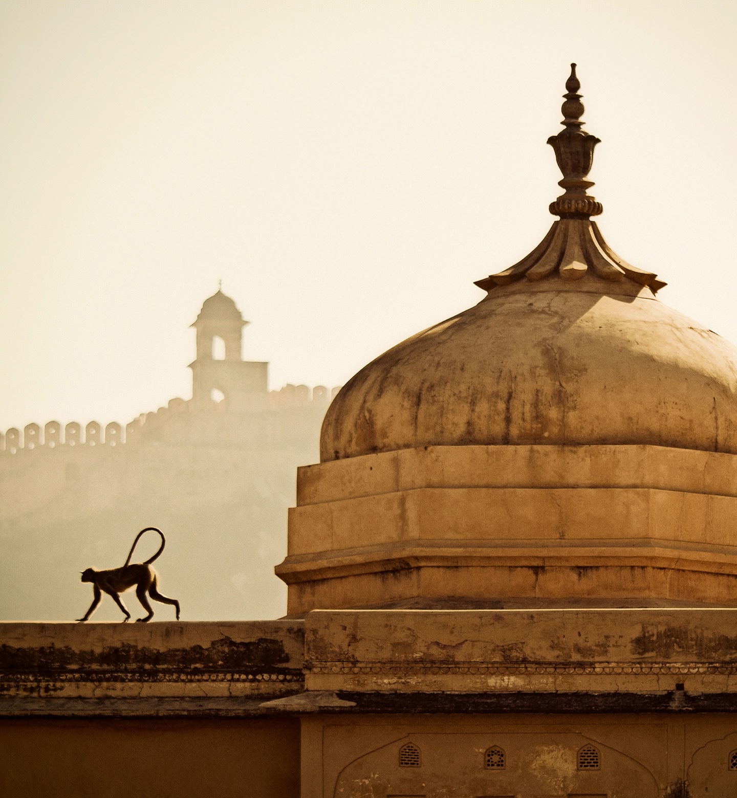 A monkey walks along a wall next to a domed building in Jaipur, India.