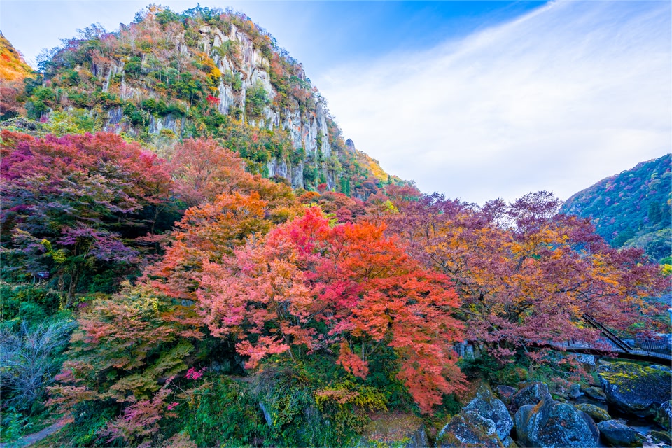 oita flowers