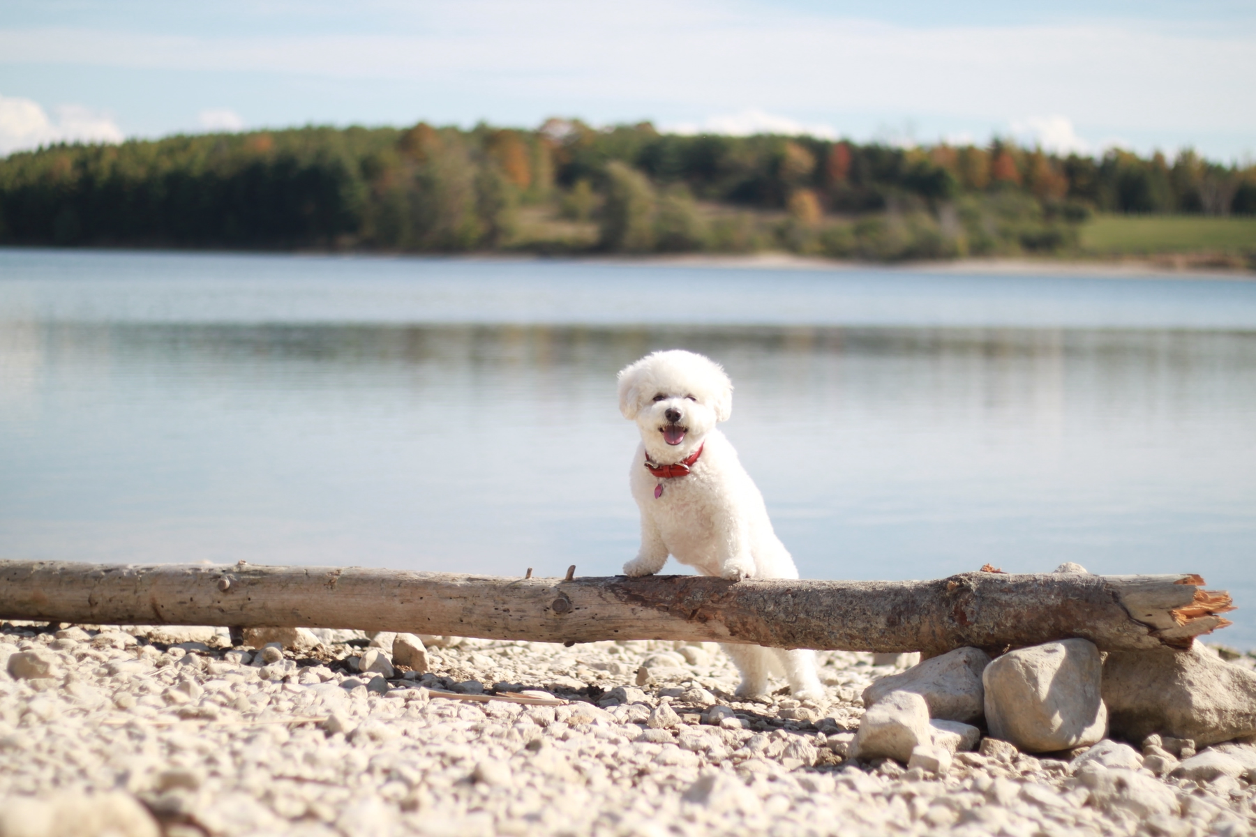 dog by the lake in Guelph, Ontario