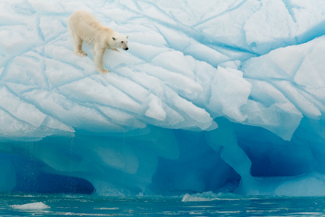 Isole Svalbard: orso polare