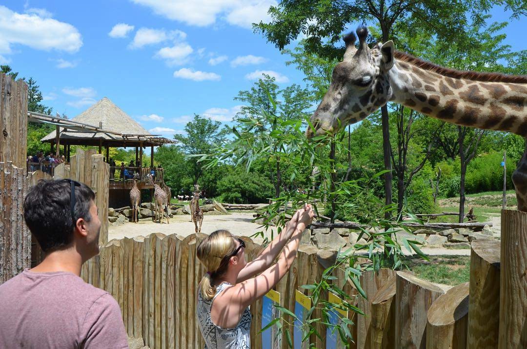 Woman feeding giraffe at Cincinnati Zoo while a man looks on.