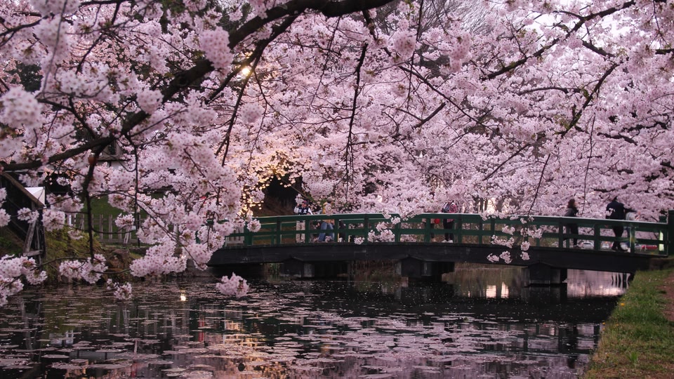 Where to See Cherry Blossoms Bloom in 2020 Skyscanner Australia