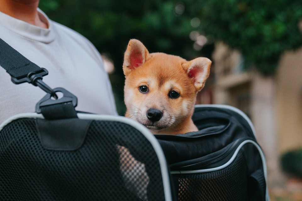 Image of a small dog in a pet carrier