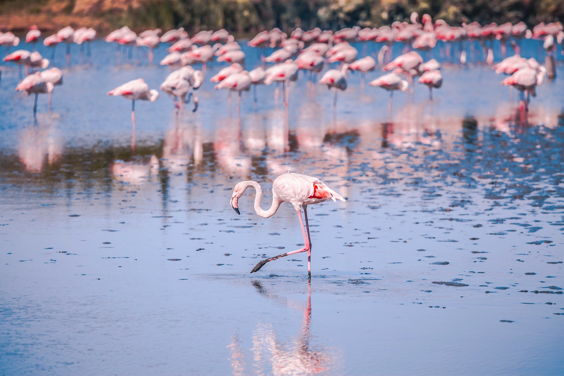Viaggio nella natura selvaggia - Camargue