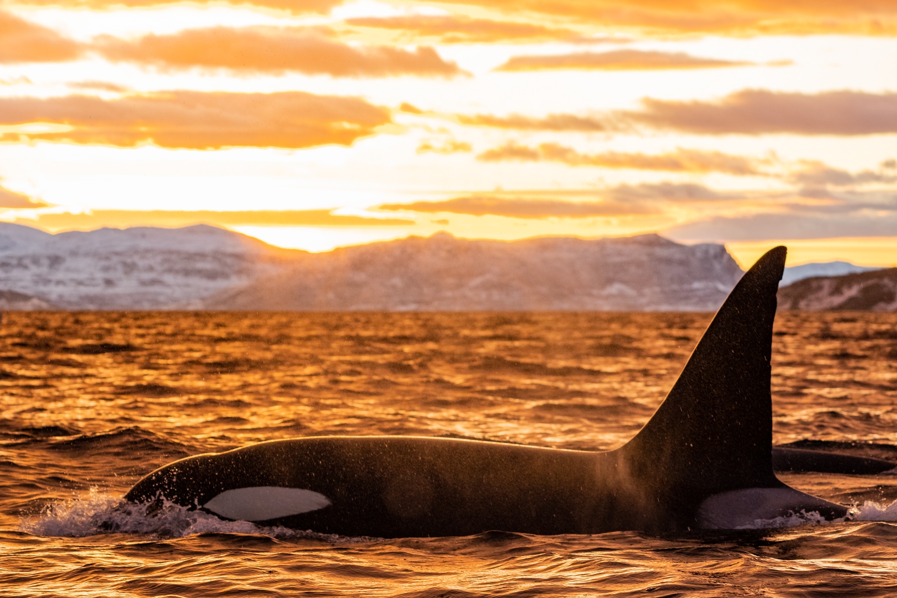 Observação de orcas - uma das experiências incríveis da Noruega