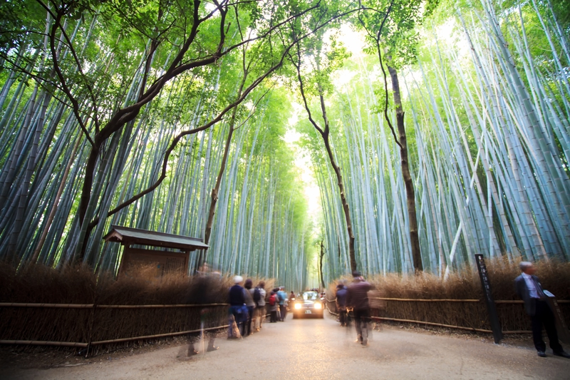 嵯峨野竹林之道