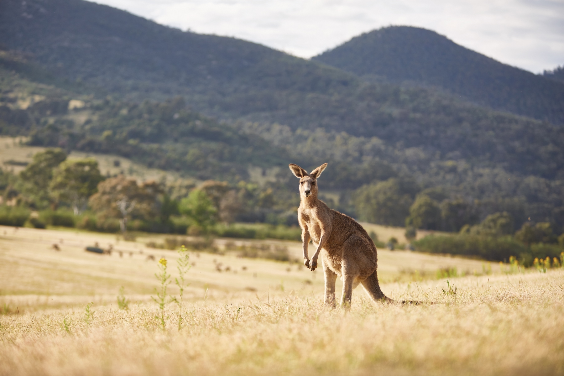 Kangaroo in Canberra