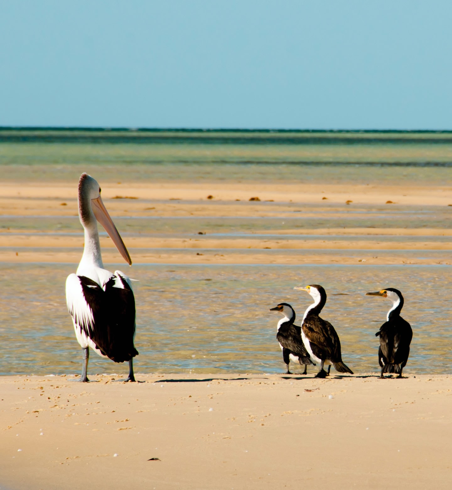 A large Australian pelican stands near three baby pelicans on a beach with the sea distantly in the background in Monkey Mia, Australia