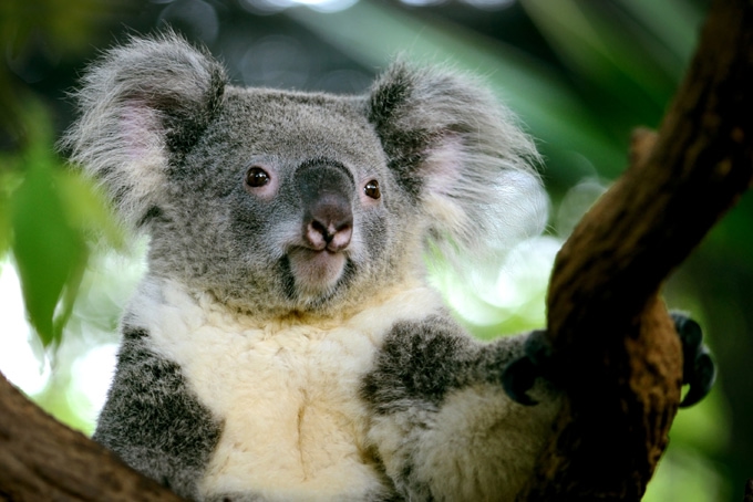 澳大利亚哪里可以抱考拉
