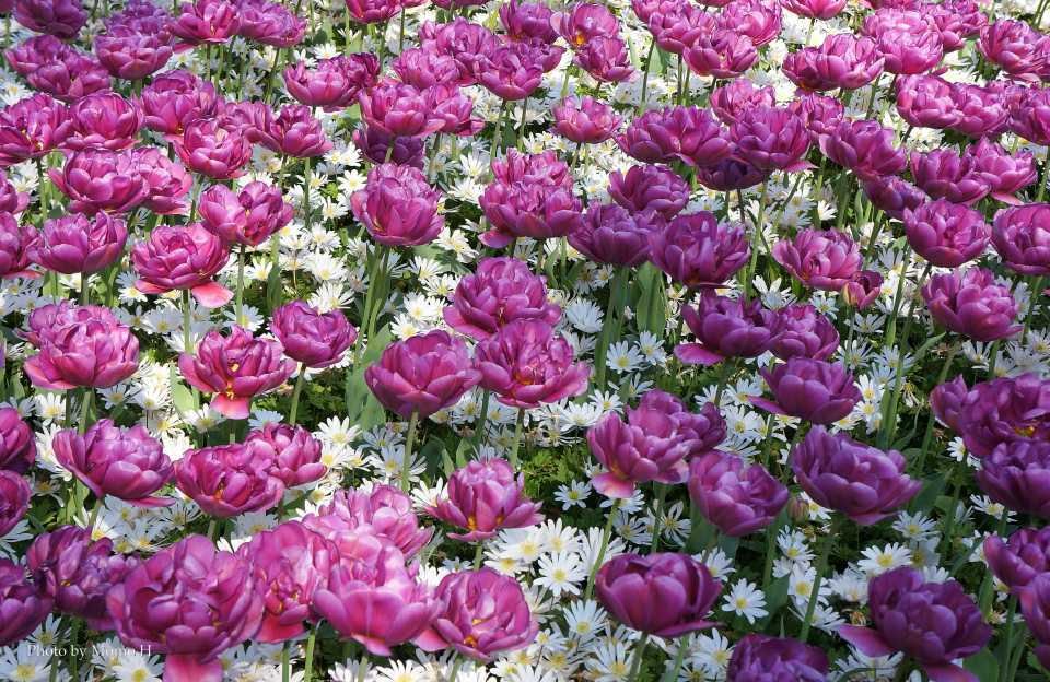 フラワーパレード - イメージ フラワーパレード - イメージ