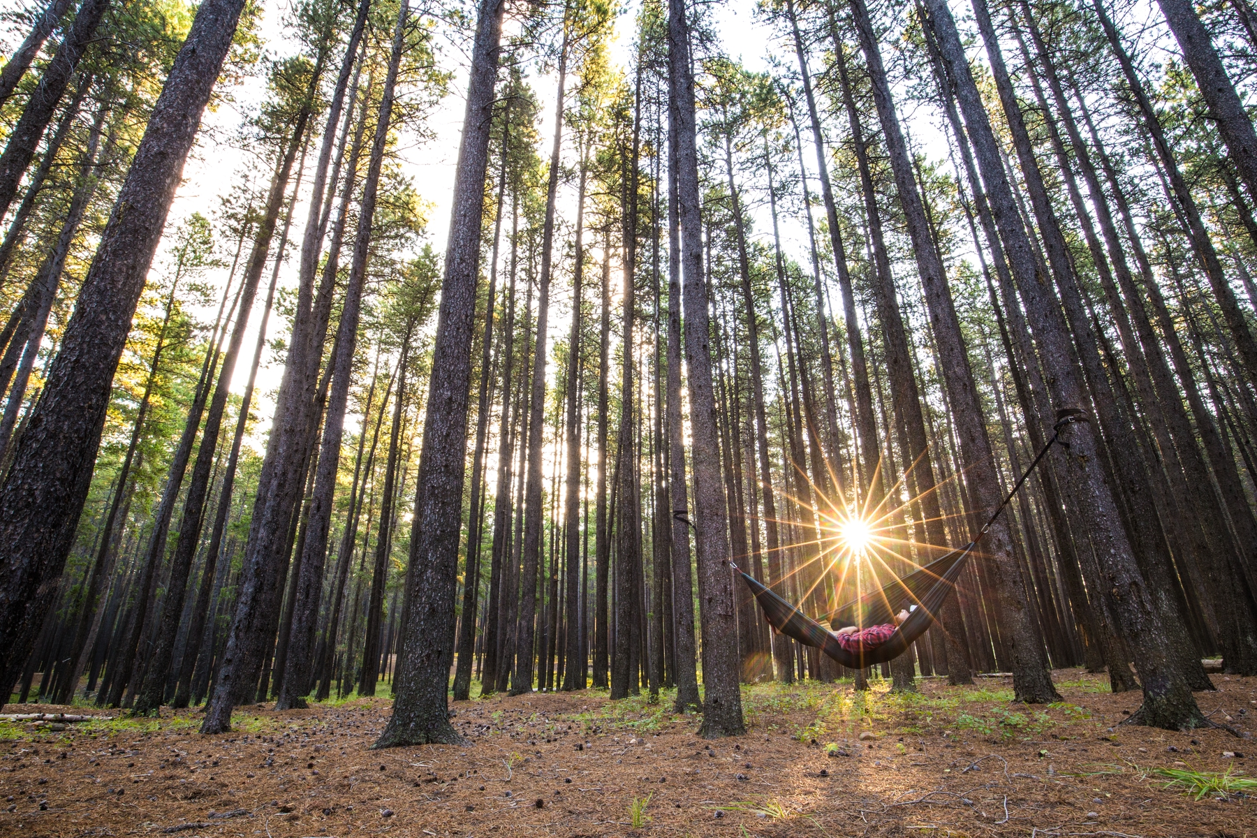 Man in hammock enjoying Canada's beautiful nature and tall trees