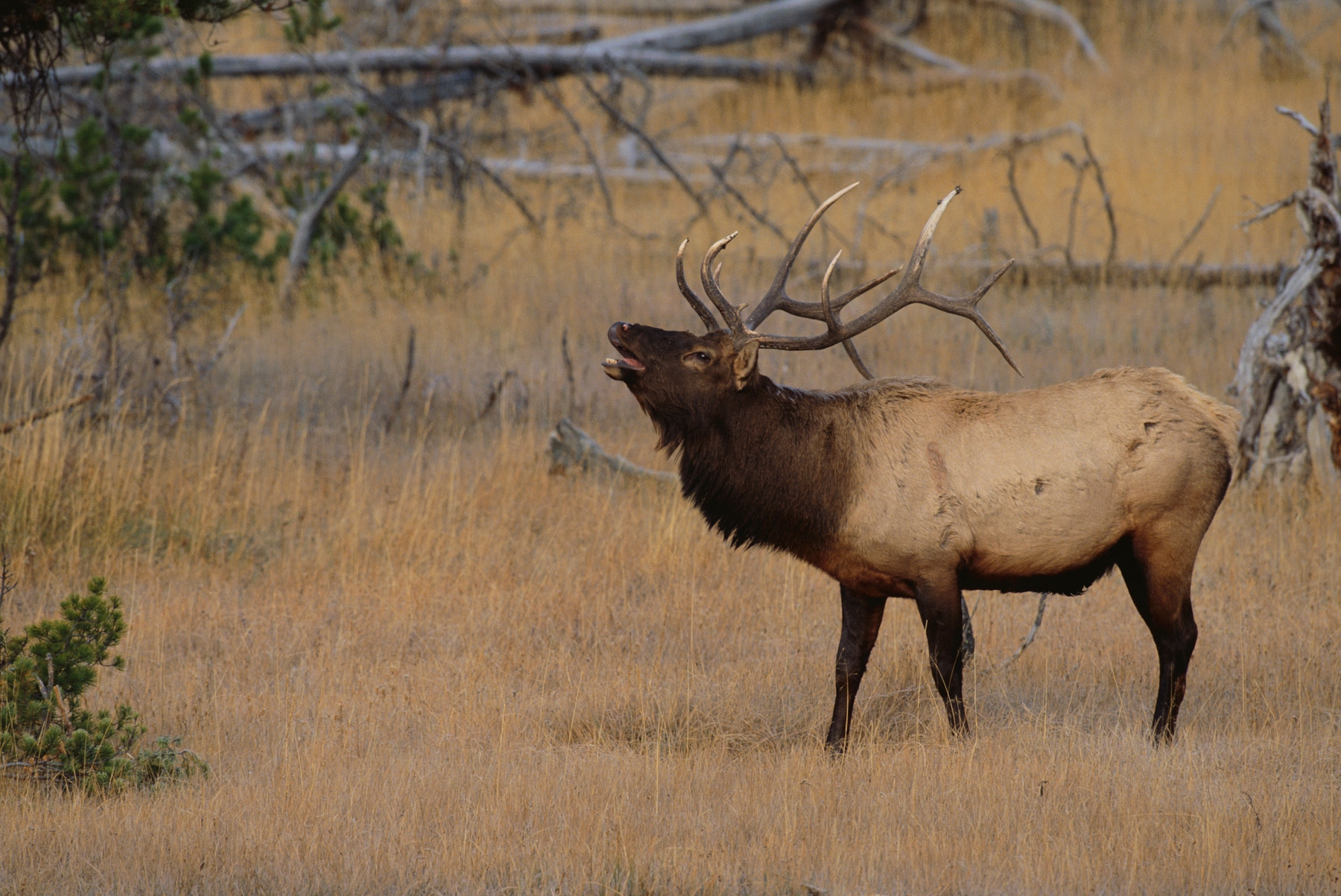 elk in the wild