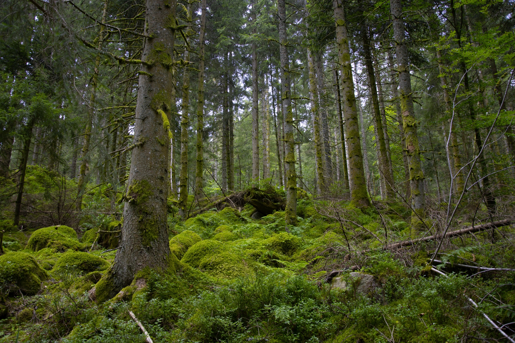 Wellnessurlaub im Schwarzwald