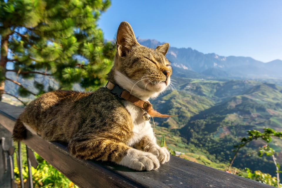 Cat enjoying the sun with green landscape in the background