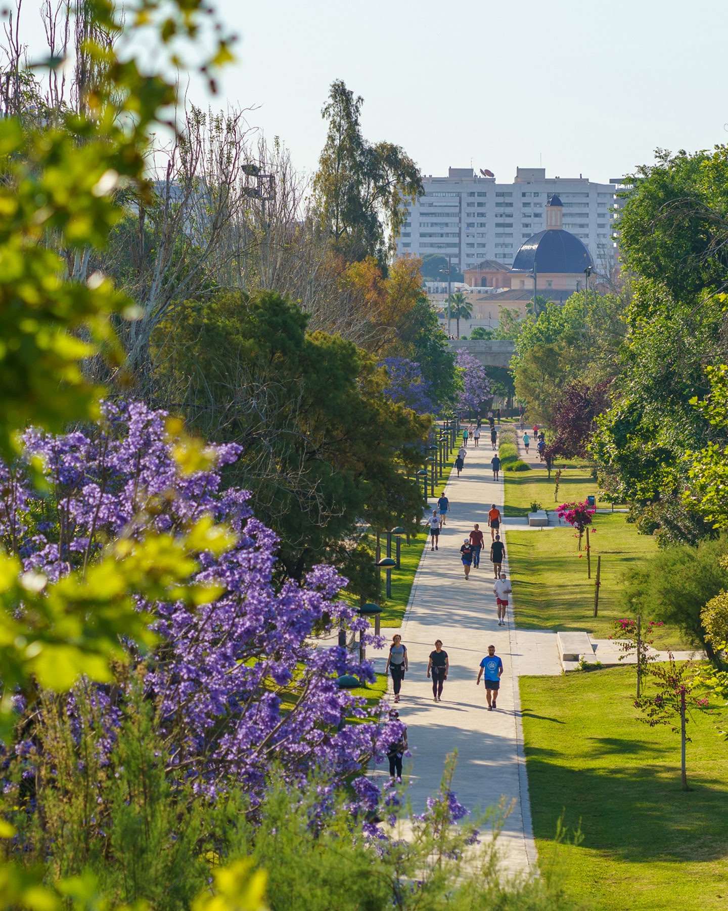 Mensen wandelen onder bloeiende jacaranda's in een zonnig stadspark in Valencia.
