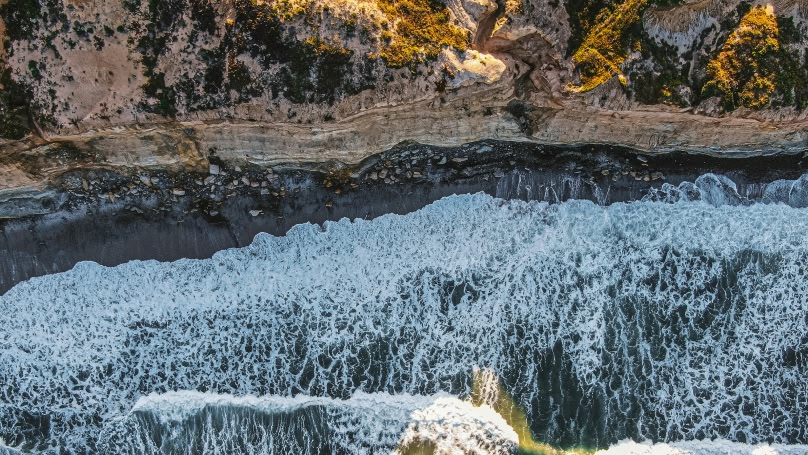 一隻松鼠在樹上
