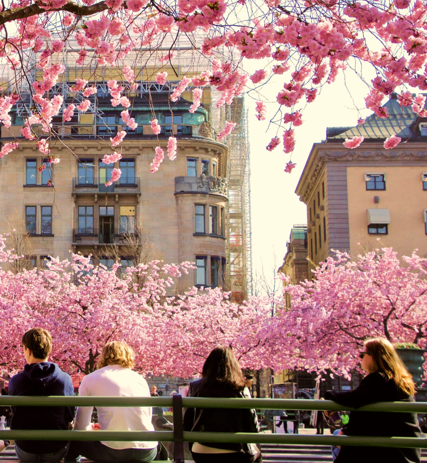 Menschen in Stockholm sitzen auf einer Parkbank unter blühenden rosa Kirschbäumen im Frühling.