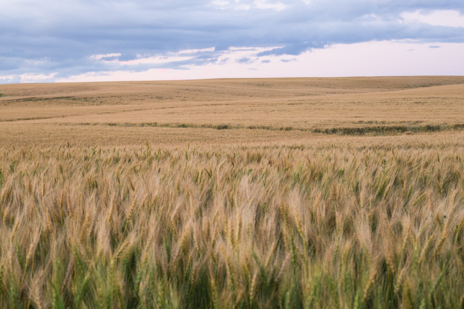 prairie land in Three Hills in Alberta. Blue cloudy sky in the background