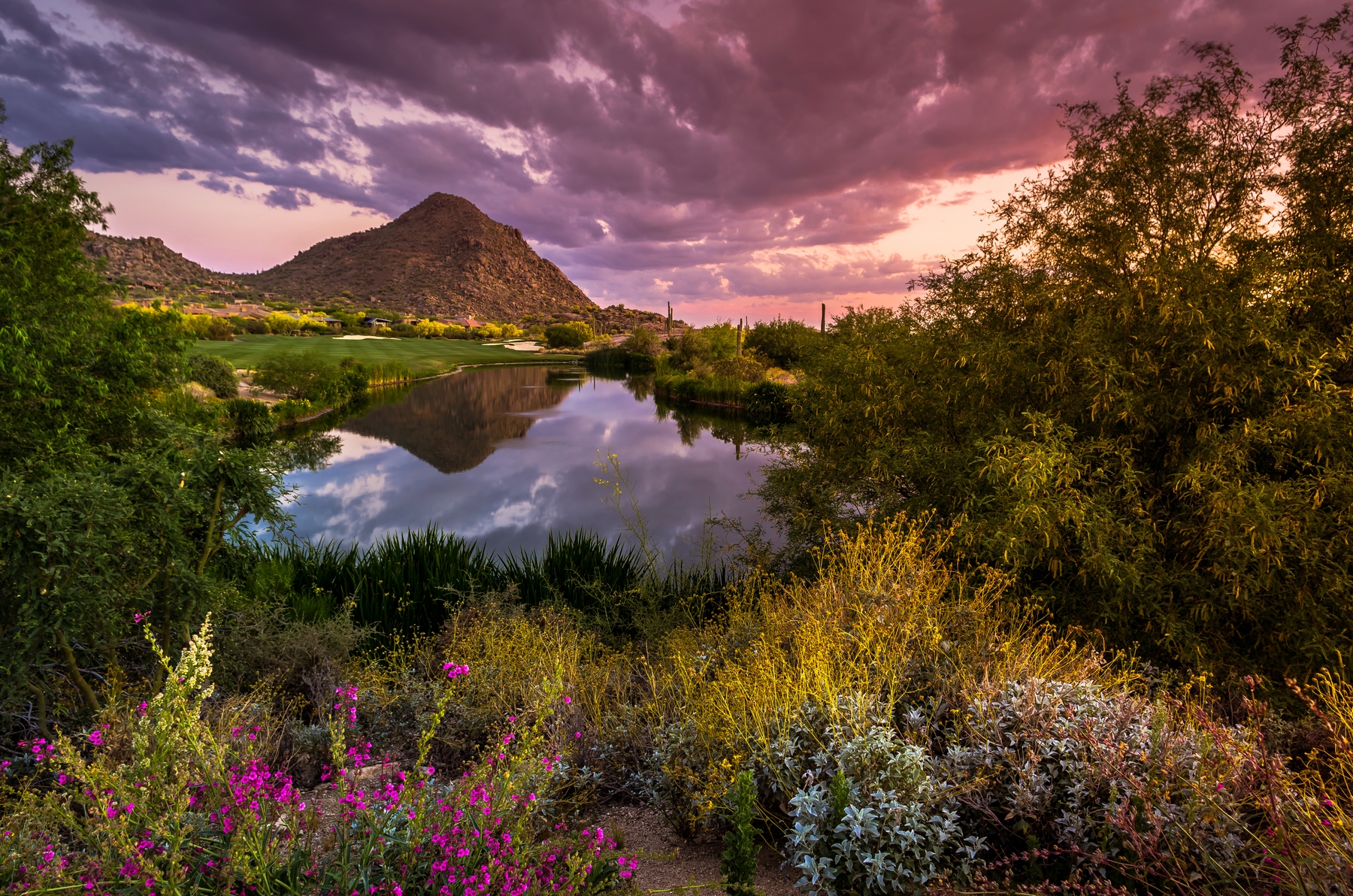 a field of rough desert plants before a small pond with a mountain in the background.