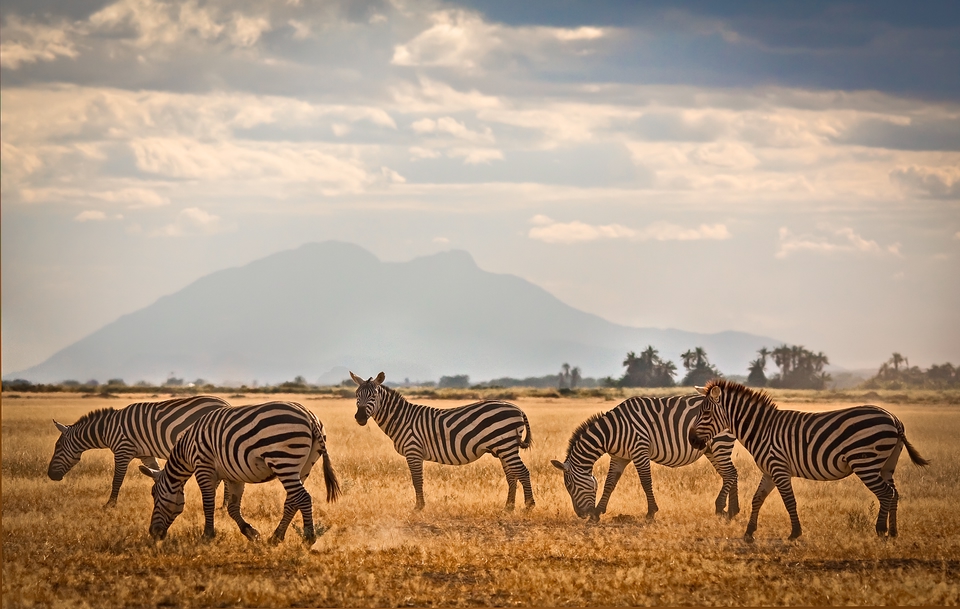 Safari in Kenya, cosa vedere