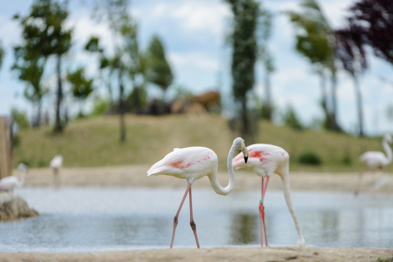 Fenicotteri, Camargue