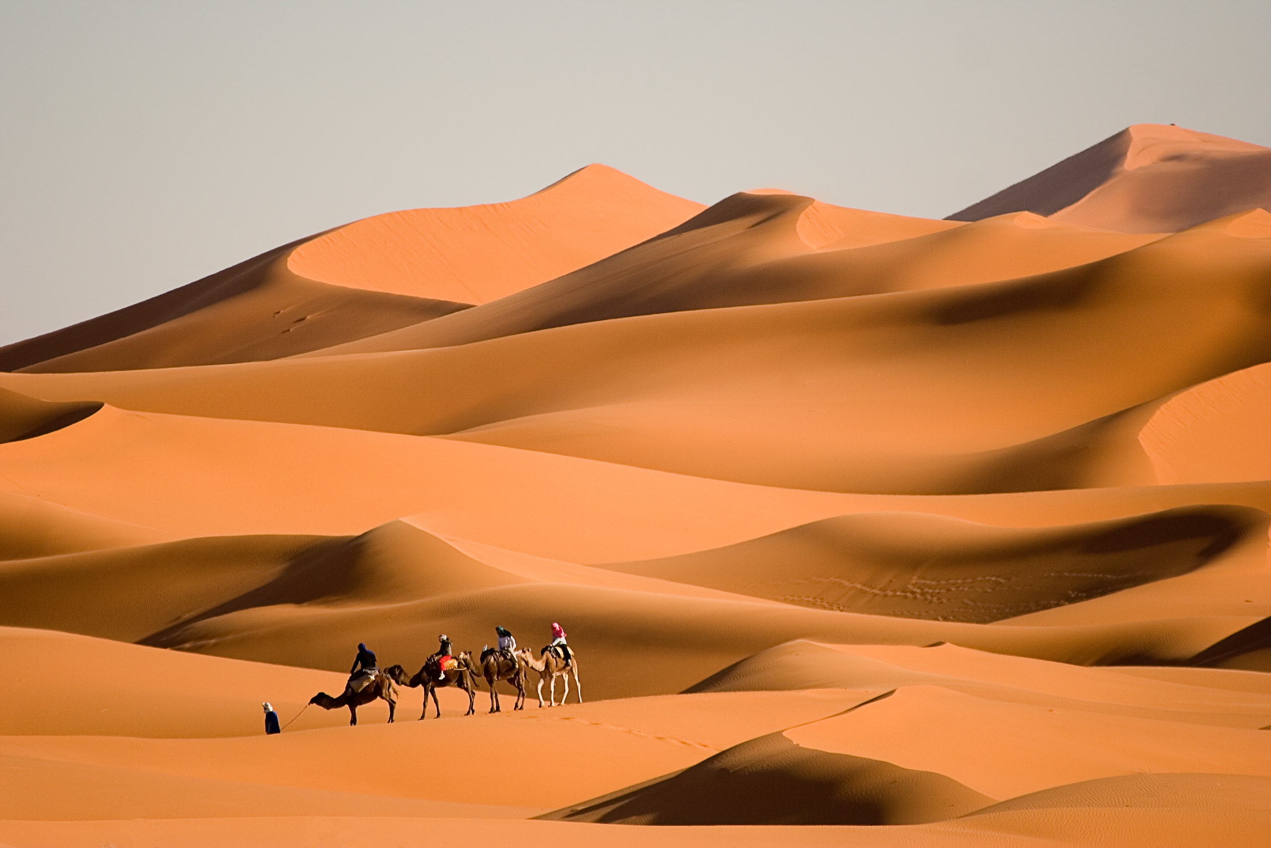 People riding camels in the desert. 