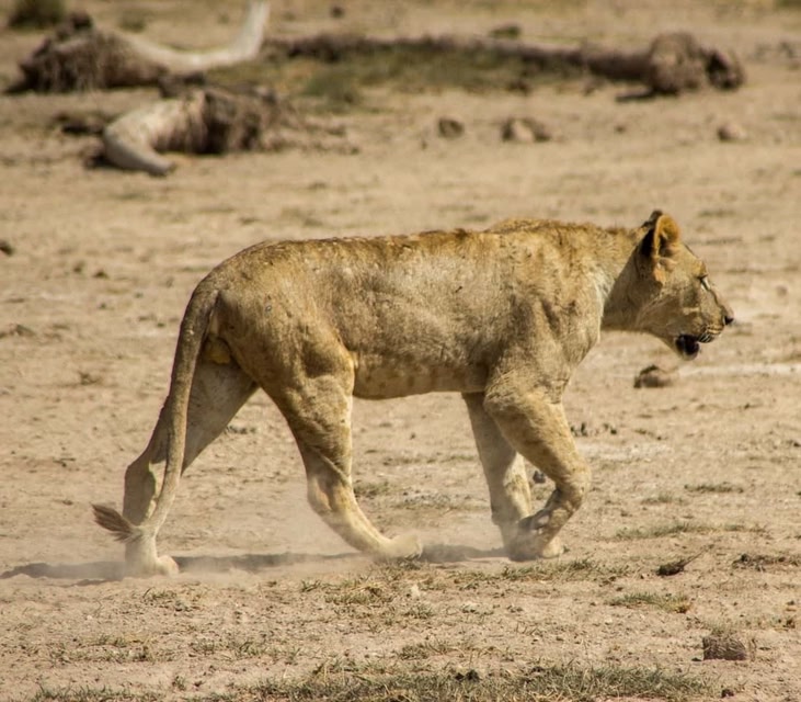 Lion on African safari