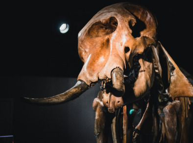 An image of a skeleton of an animal in a museum.