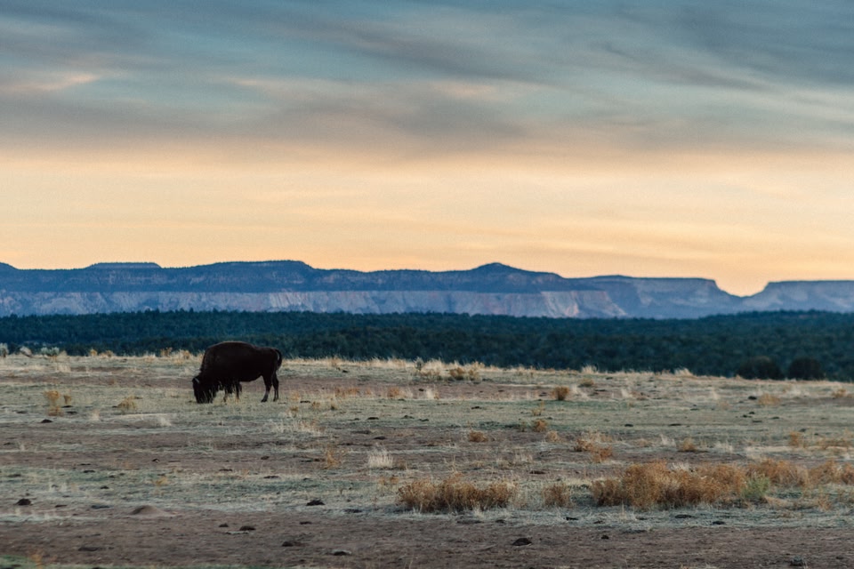 Bison in open field near Zion National Park