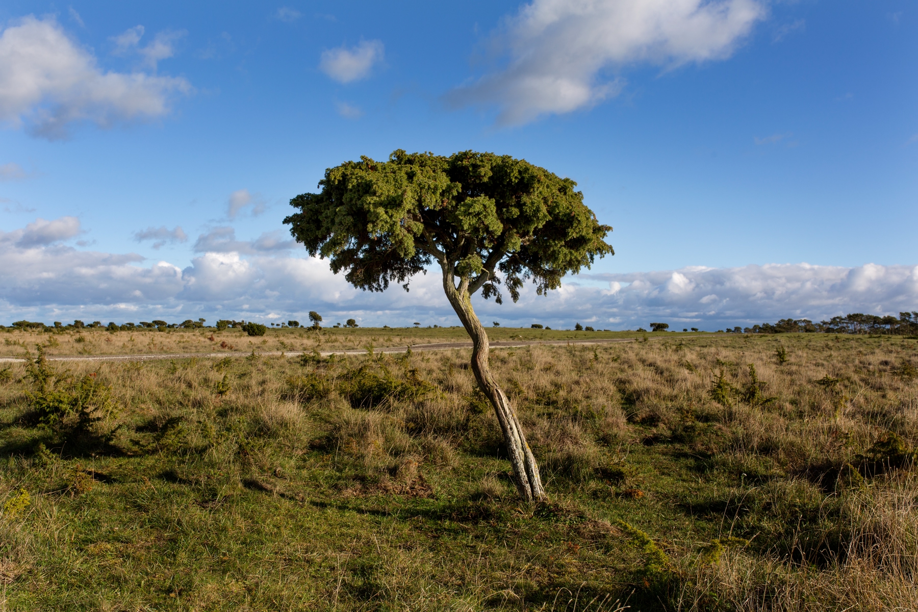 A juniper tree in Gotland
