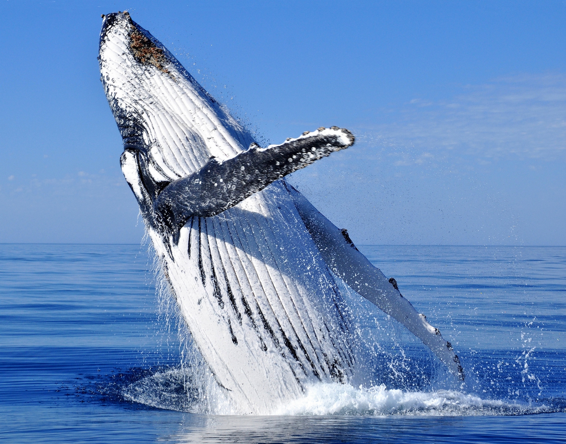 Humpback whale breaching out of the water