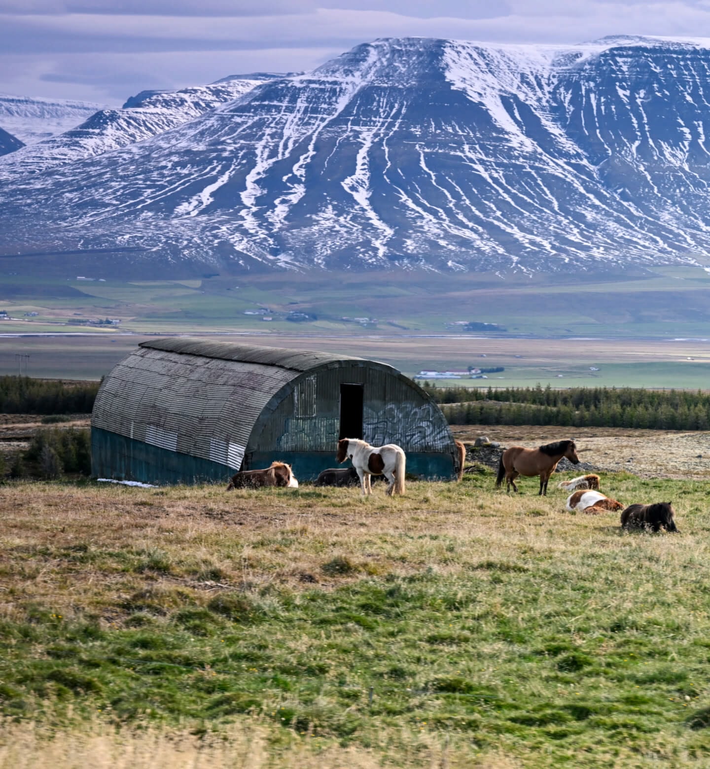 Horses in a field against a backdrop of snow-topped mountains in Akureyi, Iceland