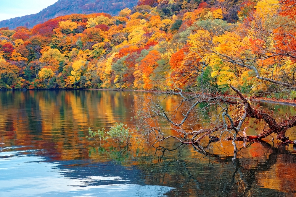 青森県 秋田県 秋の十和田湖の湖畔。紅葉した木々が湖に鏡のように映り込む