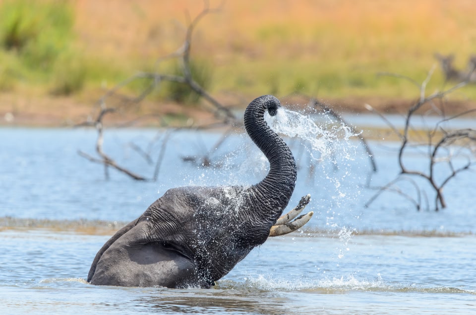 Die Top 10 Aktivitäten in Südafrika: Safari in einem der Nationalparks Südafrikas