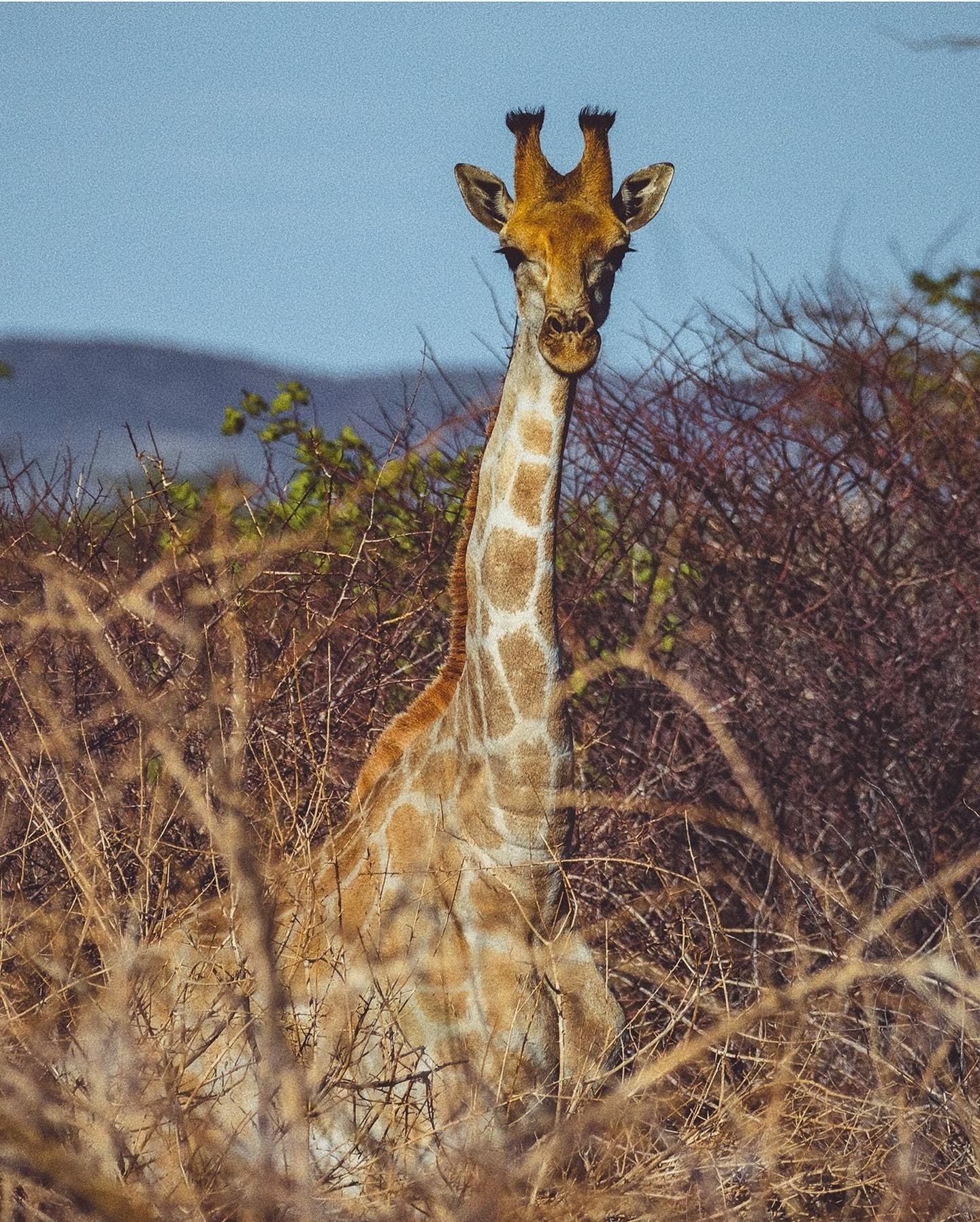Jirafa en Namibia