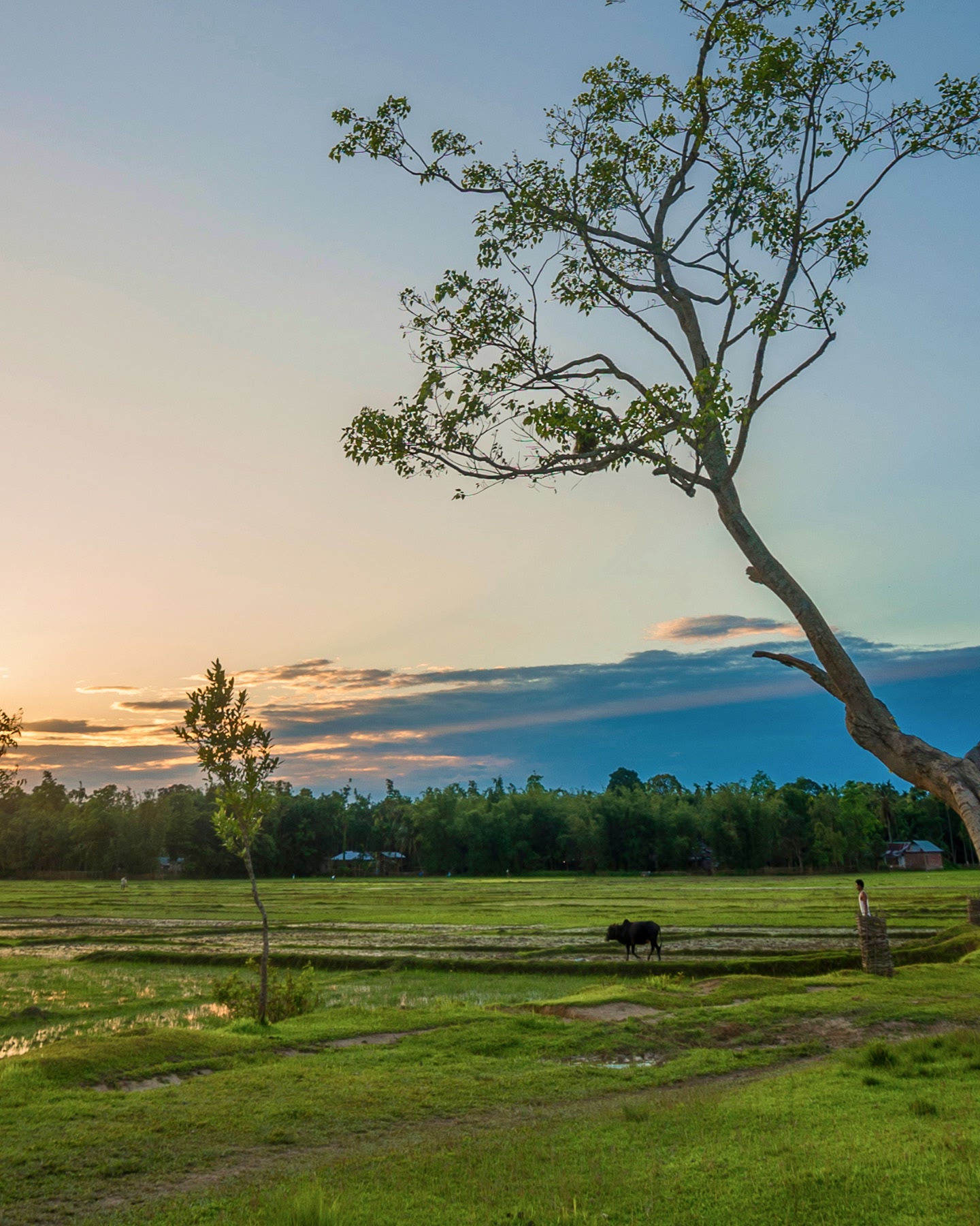 A farmer walks with a cow in a green field with a tree in the foreground, at dusk in Jorhat, India.