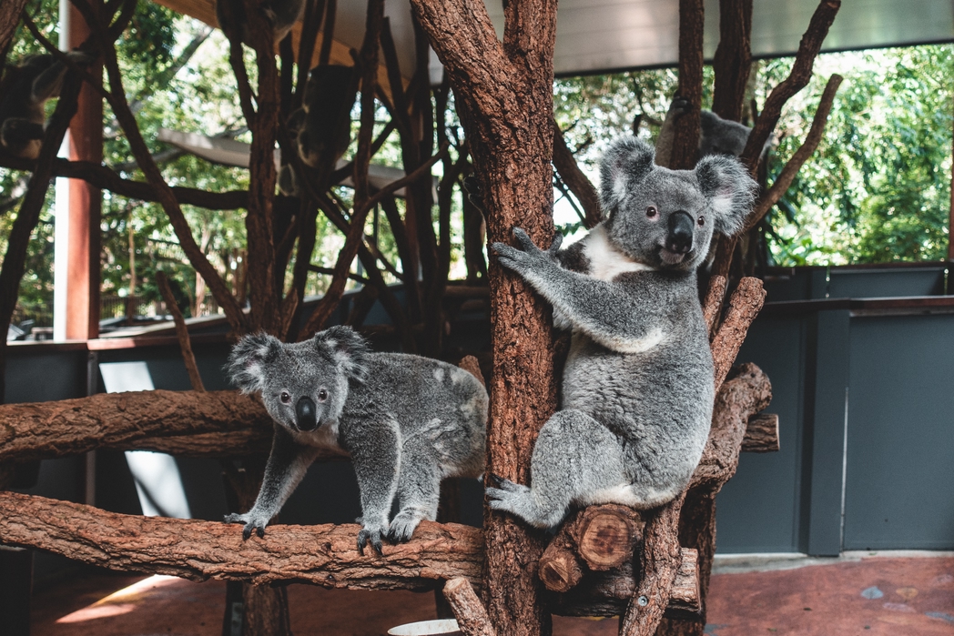 オーストラリア「ローンパイン・コアラ・サンクチュアリ（Lone Pine Koala Sanctuary）」
